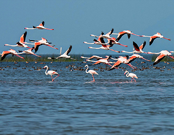 Golden Triangle with Chilika Sightseeing Package SSP53